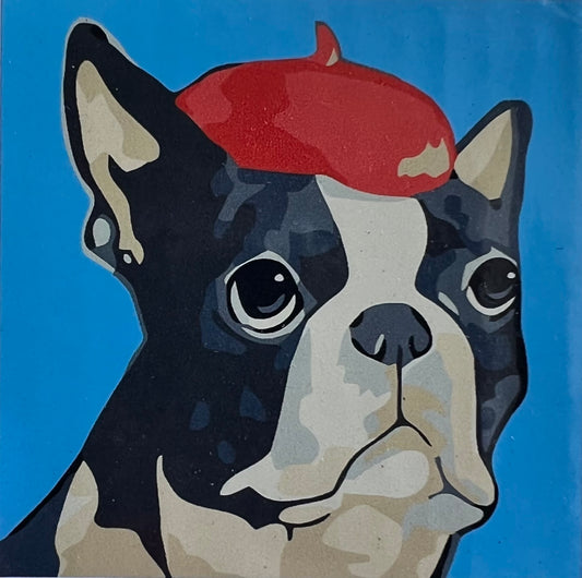 Boston Terrier