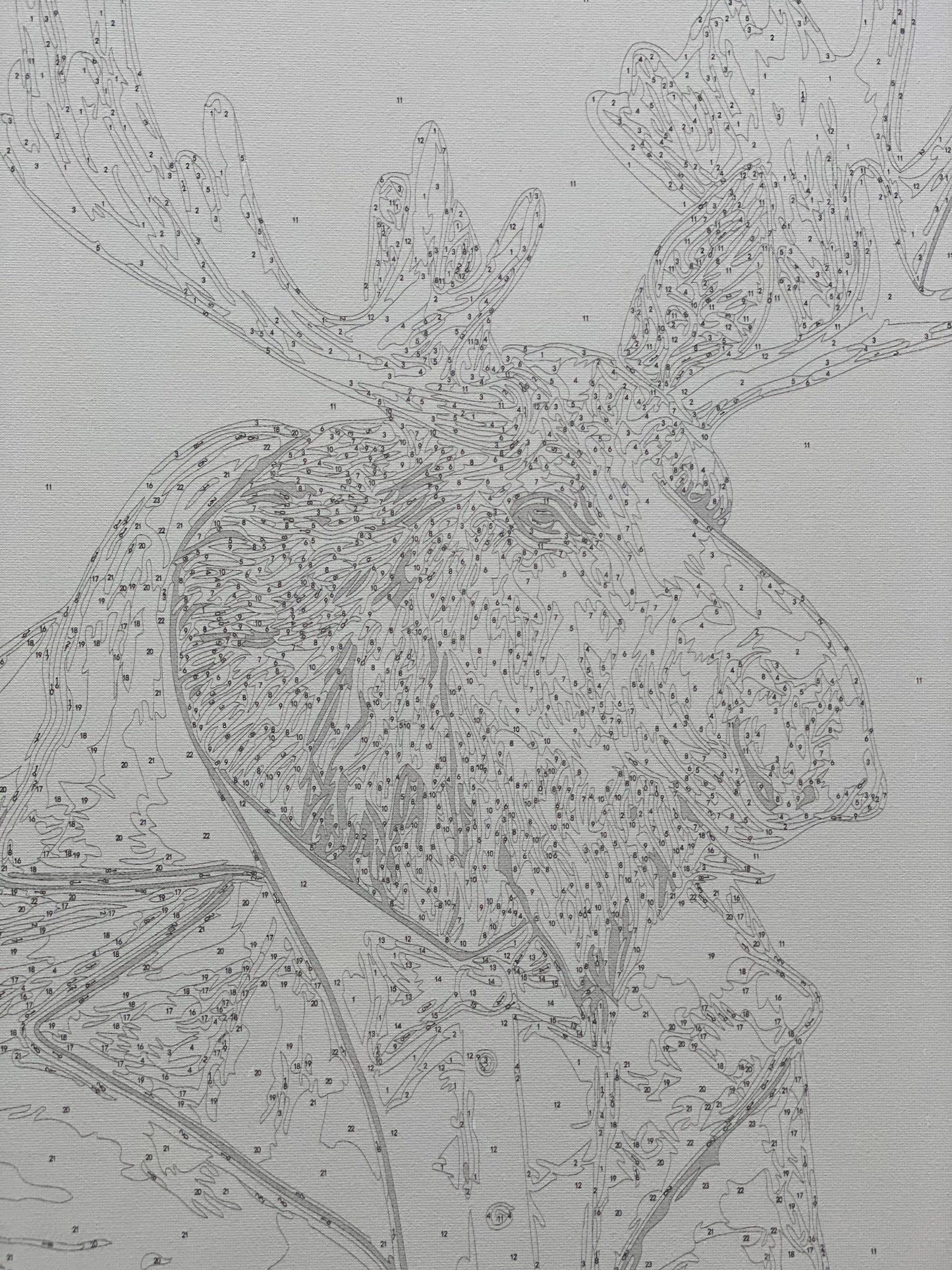 Moose