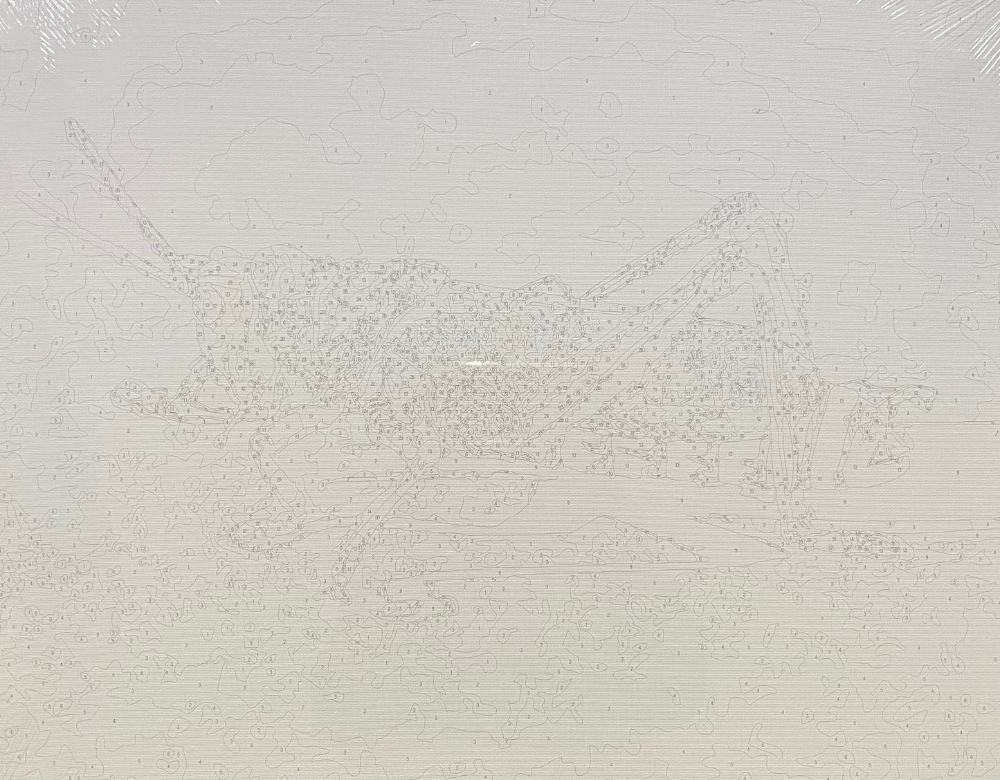 Grasshopper